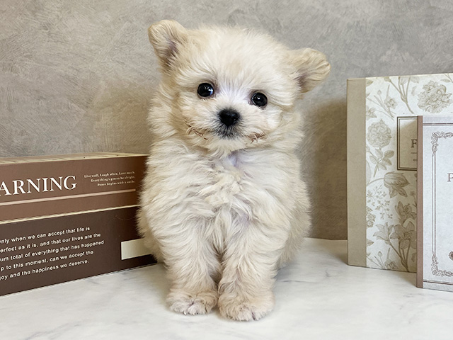奈良県のポメプー(ポメラニアン×プードル) (ペッツファースト橿原店/2025年10月15日生まれ/男の子/クリーム)の子犬の1枚目の画像