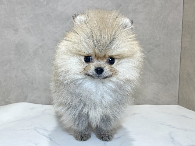 千葉県のポメラニアン (ペッツファーストららぽーとTOKYO-BAY店/2025年10月16日生まれ/男の子/オレンジ)の子犬の1枚目の画像