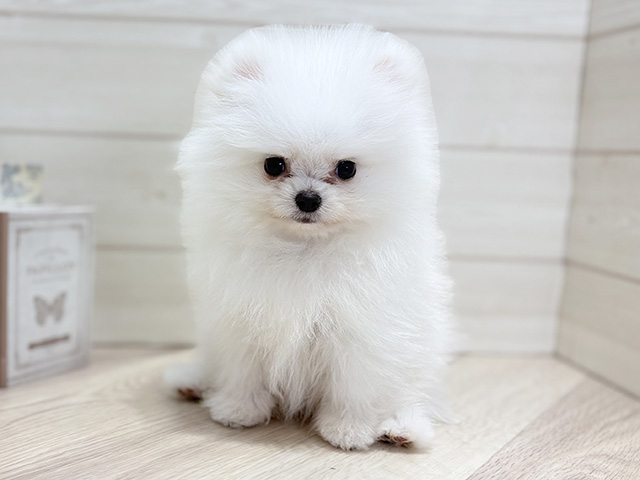 大阪府のポメラニアン (ペッツファースト梅田店/2025年10月12日生まれ/男の子/クリームホワイト)の子犬