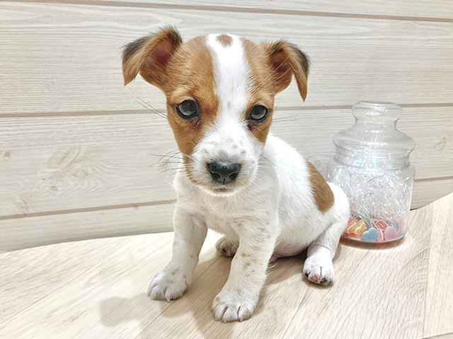 広島県のジャックラッセルテリア (ペッツファースト広島府中店/2025年10月16日生まれ/男の子/タンホワイト)の子犬の1枚目の画像