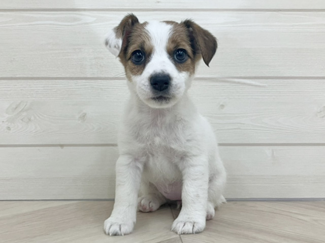 埼玉県のジャックラッセルテリア (ペッツファースト上尾店/2025年10月16日生まれ/女の子/タンホワイト)の子犬の1枚目の画像