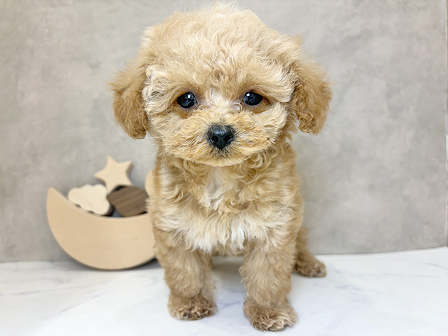 京都府のトイプードル(ティーカップ) (ペッツファースト京都四条河原町店/2025年10月15日生まれ/男の子/カフェオレ)の子犬の1枚目の画像
