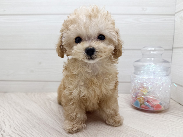 東京都のトイプードル(ティーカップ) (ペッツファースト渋谷店/2025年10月15日生まれ/女の子/アプリコット)の子犬の1枚目の画像