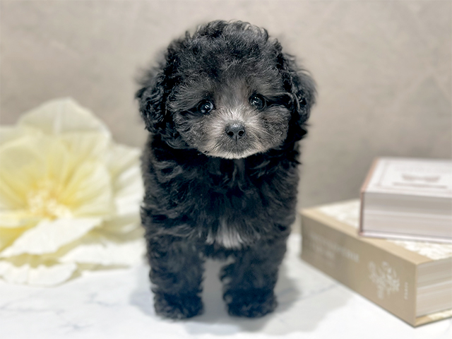 トイプードル(ティーカップ), 性別 女の子, 誕生日 2025/10/14, 毛色 シルバー, 出身 香川県, 店舗 代官山店(東京都), お問い合わせ番号 2561332
