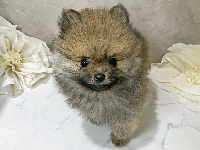 茨城県のポメラニアン (ペッツファースト土浦店/2025年10月13日生まれ/男の子/オレンジ)の子犬