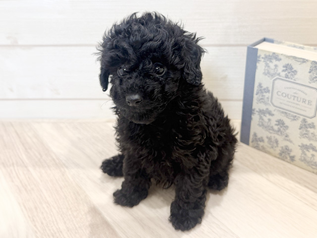 愛知県のトイプードル(トイ) (ペッツファースト岡崎店/2025年10月13日生まれ/男の子/ブラック)の子犬の1枚目の画像