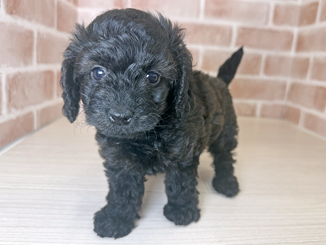 大阪府のダップー(ダックス×プードル) (ペッツファースト東大阪店/2025年10月7日生まれ/女の子/レッドダップル)の子犬の1枚目の画像