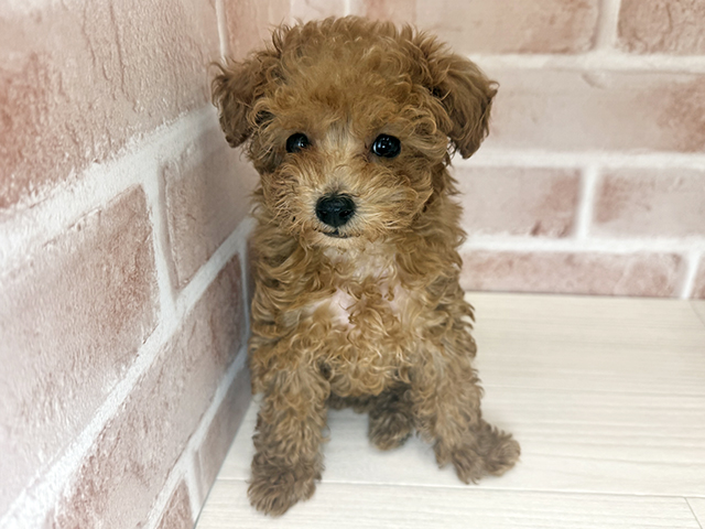 大阪府のトイプードル(トイ) (ペッツファースト東大阪店/2025年10月3日生まれ/男の子/レッド)の子犬の1枚目の画像