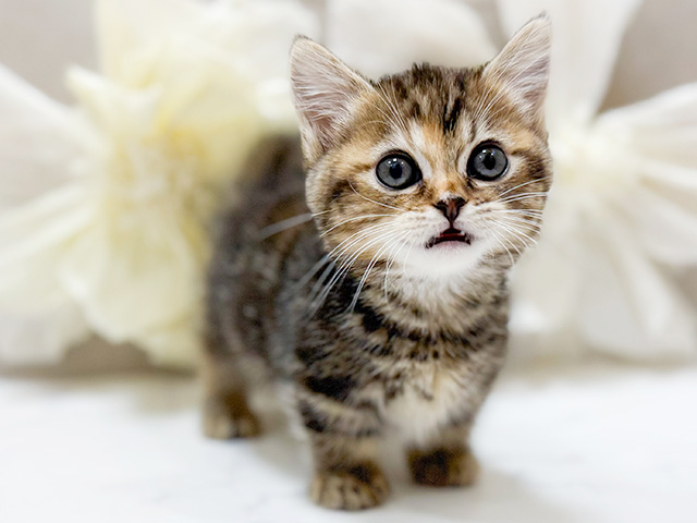 東京都のマンチカン (ペッツファースト恵比寿店/2025年10月17日生まれ/女の子/ブラウンパッチドタビー)の子猫の1枚目の画像