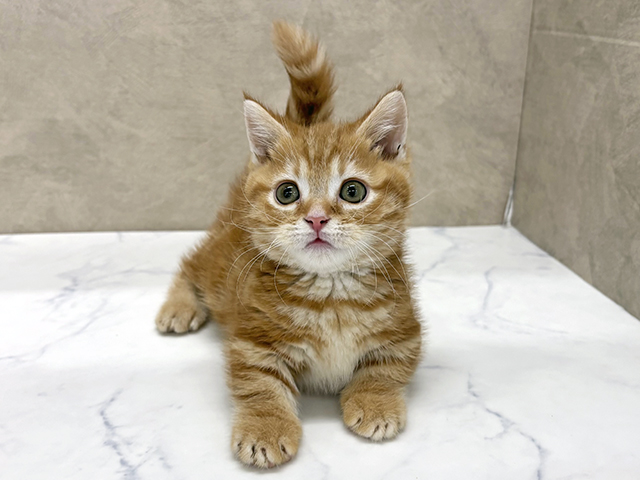 東京都のマンチカン (ペッツファースト八王子多摩美大前店/2025年10月17日生まれ/男の子/レッドタビー)の子猫の1枚目の画像