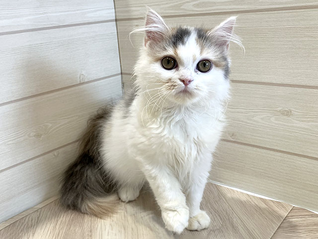 東京都のラガマフィン (ペッツファースト豊洲店/2025年10月1日生まれ/女の子/ダイリュートキャリコ)の子猫の1枚目の画像