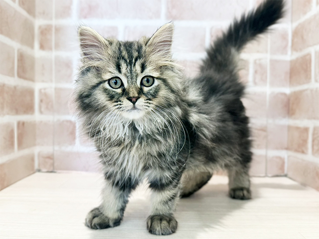 神奈川県のラガマフィン (ペッツファースト秦野店/2025年10月14日生まれ/男の子/ブラウンタビー)の子猫の1枚目の画像