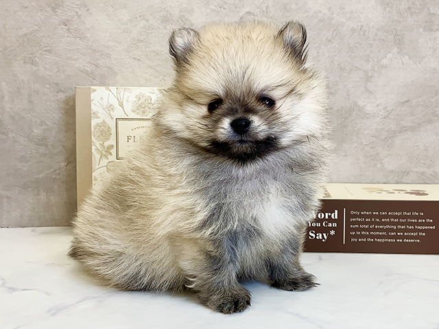 奈良県のポメラニアン (ペッツファースト橿原店/2025年10月17日生まれ/男の子/オレンジ)の子犬の1枚目の画像