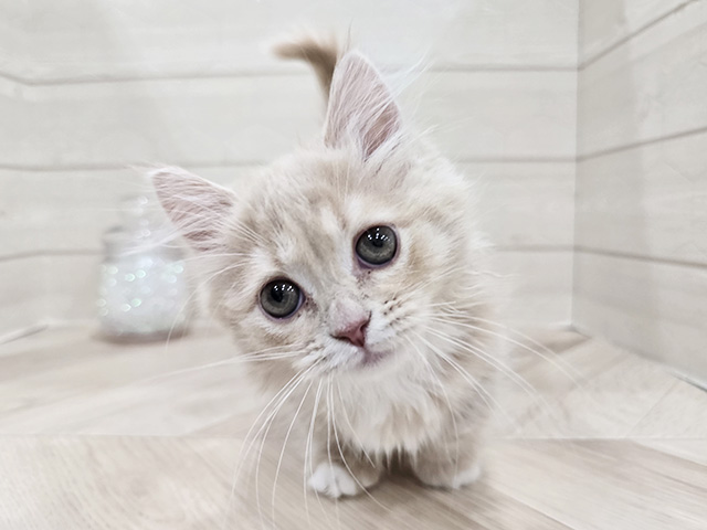 東京都のマンチカン (ペッツファースト吉祥寺サンロード店/2025年10月12日生まれ/女の子/クリームタビーホワイト)の子猫の1枚目の画像