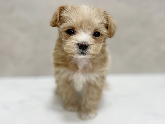 東京都のマルプー(マルチーズ×プードル) (ペッツファースト池袋店/2025年10月17日生まれ/女の子/アプリコット)の子犬の1枚目の画像