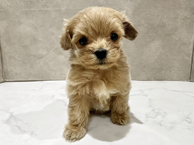 東京都のマルプー(マルチーズ×プードル) (ペッツファースト中野店/2025年10月17日生まれ/男の子/アプリコット)の子犬の1枚目の画像
