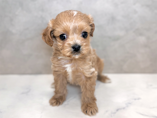 埼玉県のペキプー(ペキニーズ×プードル) (ペッツファーストPETEMOレイクタウンmori店/2025年10月15日生まれ/男の子/アプリコット)の子犬の1枚目の画像