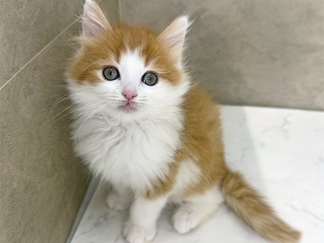 福岡県のラガマフィン (ペッツファースト福津店/2025年10月17日生まれ/男の子/レッドタビーホワイト)の子猫の1枚目の画像