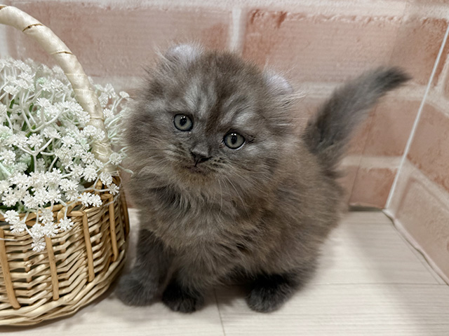 アメリカンカール, 性別 男の子, 誕生日 2025/10/16, 毛色 ブルースモーク, 出身 埼玉県, 店舗 町田店(東京都), お問い合わせ番号 2508264