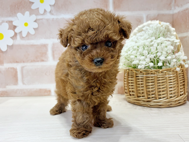 福岡県のトイプードル(タイニー) (ペッツファースト筑紫野店/2025年10月16日生まれ/男の子/レッド)の子犬の1枚目の画像