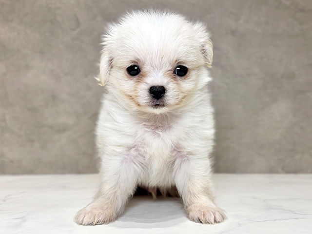 埼玉県のチワマル/マルチワ(チワワ×マルチーズ) (ペッツファースト川越店/2025年10月17日生まれ/男の子/クリーム)の子犬