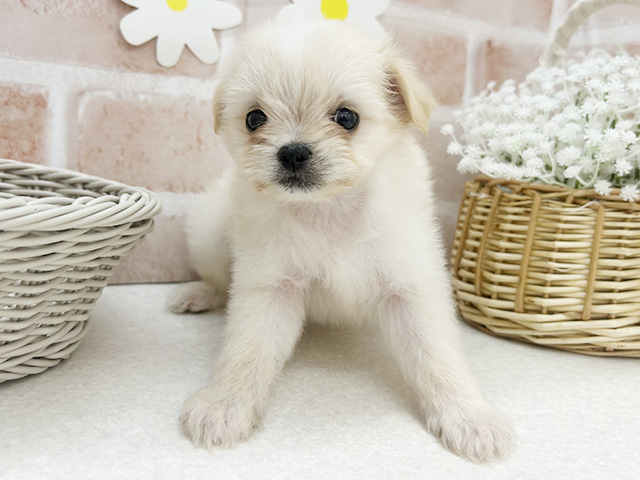 東京都のチワマル/マルチワ(チワワ×マルチーズ) (ペッツファーストお台場店/2025年10月17日生まれ/男の子/クリーム)の子犬の1枚目の画像