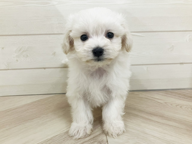 埼玉県のチワマル/マルチワ(チワワ×マルチーズ) (ペッツファースト上尾店/2025年10月16日生まれ/男の子/ホワイト)の子犬の1枚目の画像