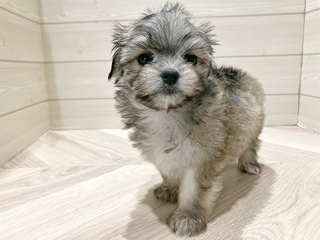 東京都のチワマル/マルチワ(チワワ×マルチーズ) (ペッツファースト豊洲店/2025年10月16日生まれ/女の子/フォーンホワイト)の子犬の1枚目の画像