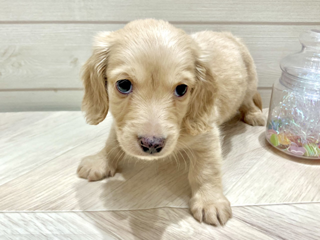 ミニチュアダックスフンド