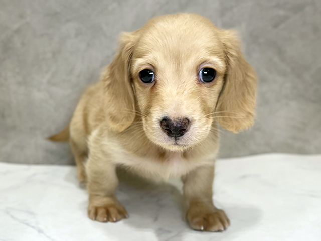 千葉県のミニチュアダックスフンド(ロング) (ペッツファーストららぽーとTOKYO-BAY店/2025年10月17日生まれ/男の子/イエロー)の子犬の1枚目の画像