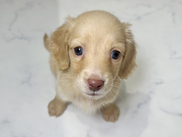 ミニチュアダックスフンド