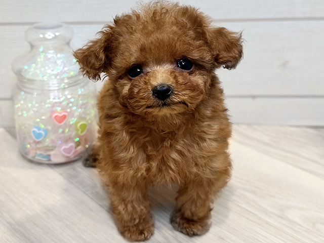 神奈川県のトイプードル(ティーカップ) (ペッツファースト川崎店/2025年10月17日生まれ/女の子/レッド)の子犬の1枚目の画像