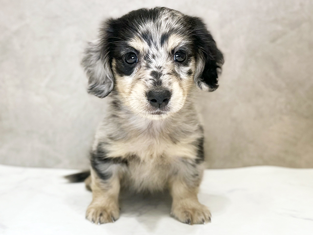 千葉県のミニチュアダックスフンド(ロング) (ペッツファーストららぽーとTOKYO-BAY店/2025年10月16日生まれ/男の子/シルバーダップル)の子犬の1枚目の画像