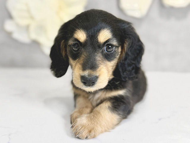 ミニチュアダックスフンド