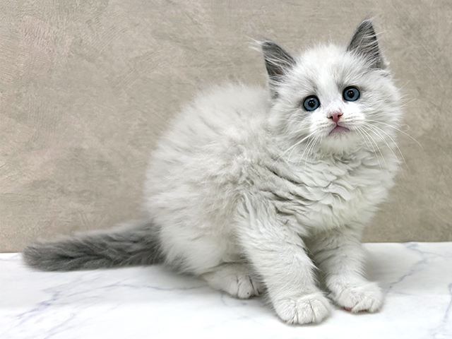 東京都のラグドール (ペッツファースト八王子多摩美大前店/2025年10月15日生まれ/男の子/ブルーポイントバイカラー)の子猫