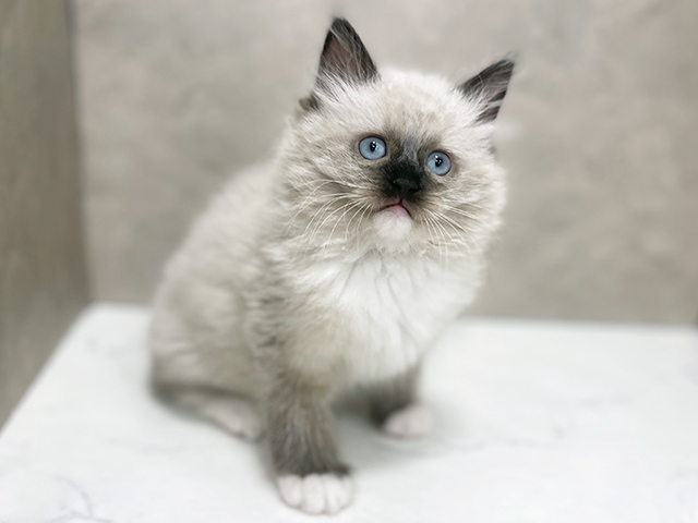 東京都のラグドール (ペッツファースト池袋店/2025年10月16日生まれ/男の子/シールポイントミテッド)の子猫