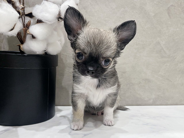 愛知県のチワワ(ロング) (ペッツファースト名古屋栄店/2025年10月17日生まれ/男の子/フォーンセーブルホワイト)の子犬の1枚目の画像