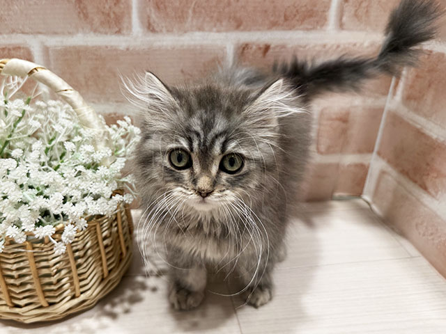 東京都のラガマフィン (ペッツファースト町田店/2025年10月11日生まれ/男の子/ブルータビー)の子猫の1枚目の画像