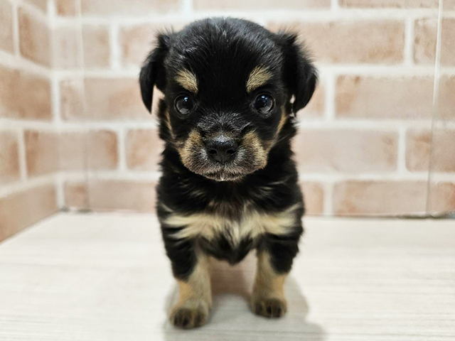 神奈川県のチワックス(チワワ×ダックス) (ペッツファースト秦野店/2025年10月17日生まれ/男の子/ブラックタン)の子犬の1枚目の画像