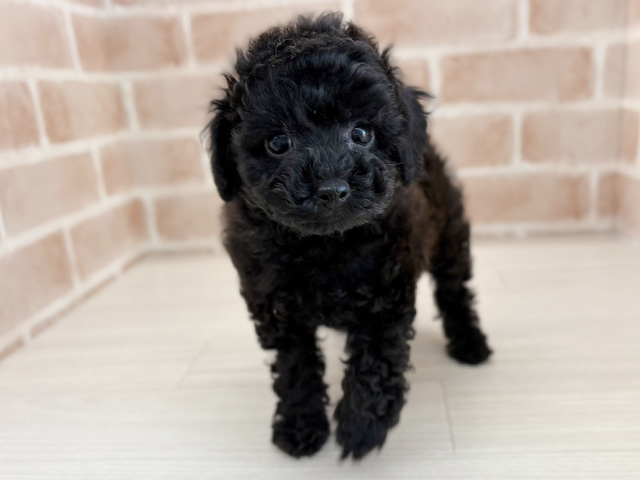 埼玉県のトイプードル(トイ) (ペッツファーストさいたま新都心店/2025年10月18日生まれ/女の子/ブラック)の子犬の1枚目の画像