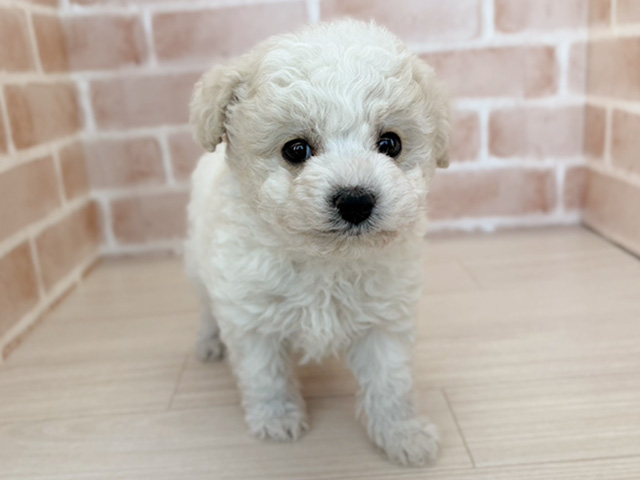 埼玉県のビションプー(ビションフリーゼ×プードル) (ペッツファーストさいたま新都心店/2025年10月17日生まれ/男の子/ホワイト)の子犬の1枚目の画像