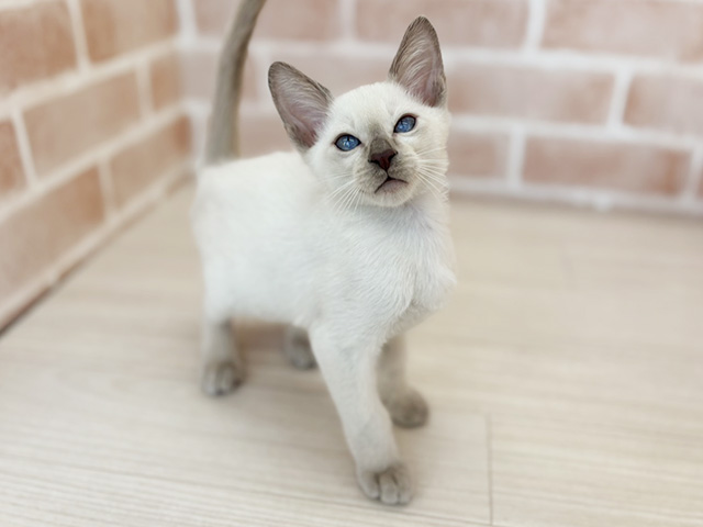 埼玉県のシャム (ペッツファーストさいたま新都心店/2025年10月18日生まれ/男の子/ブルーポイント)の子猫の1枚目の画像