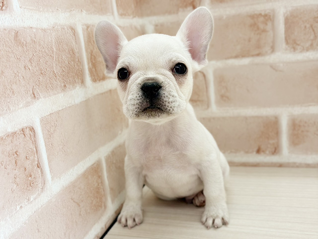 埼玉県のフレンチブルドッグ (ペッツファーストさいたま新都心店/2025年10月15日生まれ/男の子/クリーム)の子犬の1枚目の画像