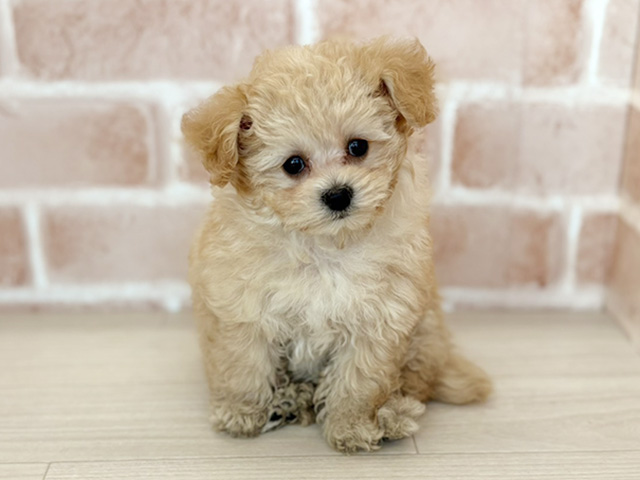 埼玉県のビションプー(ビションフリーゼ×プードル) (ペッツファーストさいたま新都心店/2025年10月18日生まれ/女の子/アプリコット)の子犬の1枚目の画像