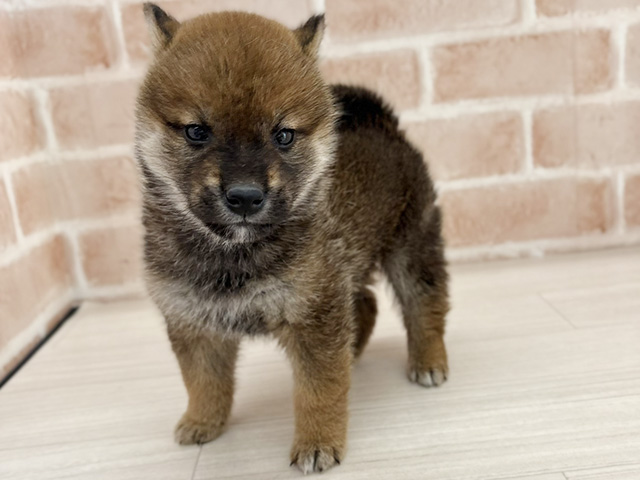 埼玉県の豆柴 (ペッツファーストさいたま新都心店/2025年10月18日生まれ/男の子/赤)の子犬の1枚目の画像