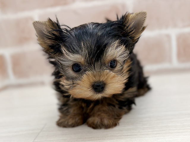 埼玉県のヨークシャーテリア (ペッツファーストさいたま新都心店/2025年10月18日生まれ/男の子/スチールブルータン)の子犬の1枚目の画像