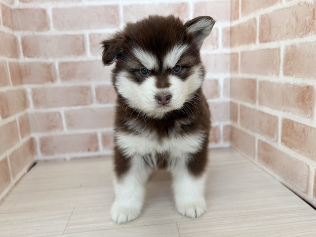 埼玉県のアラスカンマラミュート (ペッツファーストさいたま新都心店/2025年10月18日生まれ/女の子/ブラウンホワイト)の子犬の1枚目の画像