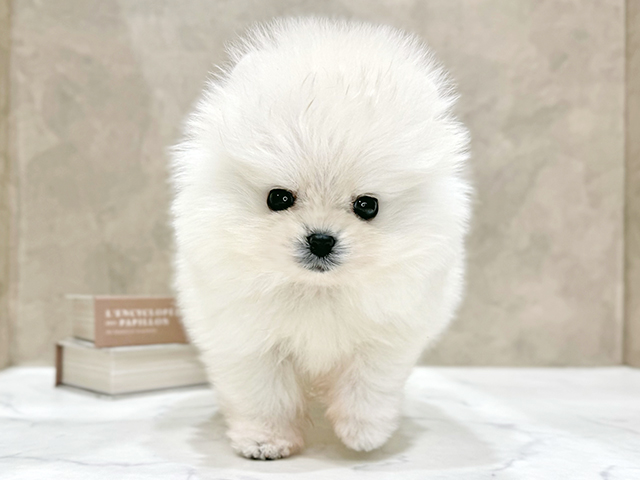 東京都のポメラニアン (ペッツファースト新宿店/2025年10月17日生まれ/男の子/ホワイト)の子犬の1枚目の画像
