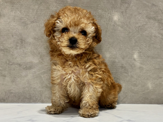 東京都のトイプードル(ティーカップ) (ペッツファースト神楽坂店/2025年10月18日生まれ/男の子/アプリコット)の子犬の1枚目の画像