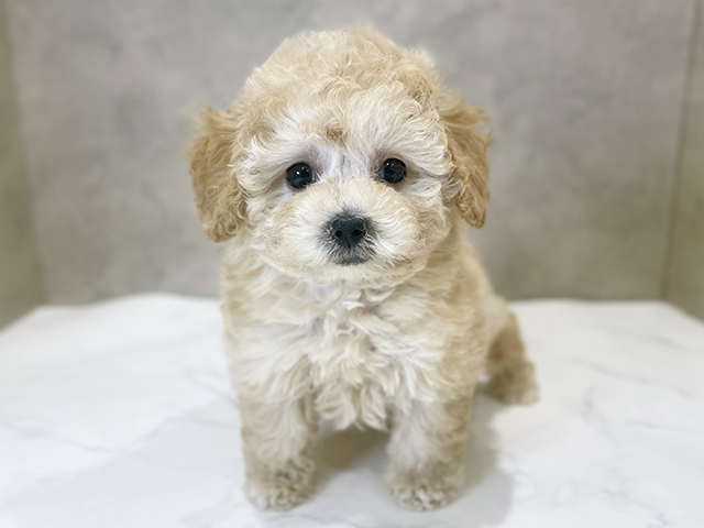 千葉県のトイプードル(ティーカップ) (ペッツファーストららぽーとTOKYO-BAY店/2025年10月17日生まれ/女の子/クリーム)の子犬の1枚目の画像